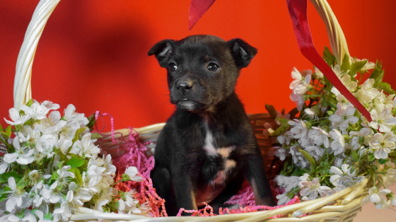 Отдам щенков в добрые и ответственные руки Донецк