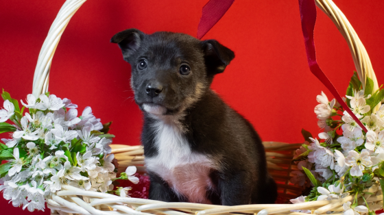 Отдам щенков в добрые и ответственные руки Донецк