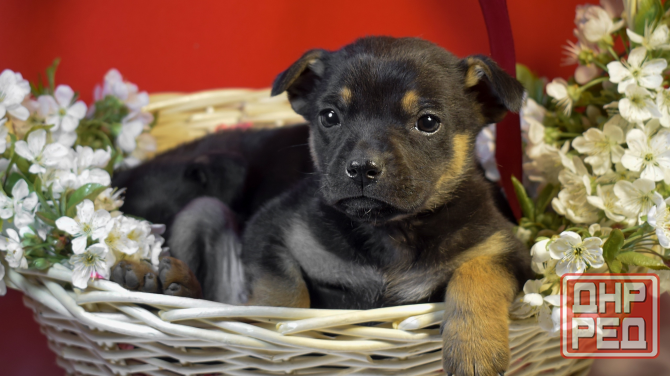 Отдам щенков в добрые и ответственные руки Донецк - изображение 3