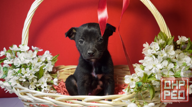 Отдам щенков в добрые и ответственные руки Донецк - изображение 1