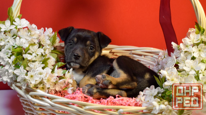 Отдам щенков в добрые и ответственные руки Донецк - изображение 2