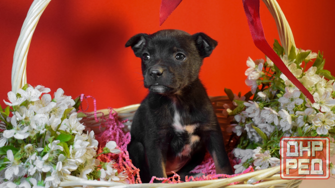 Отдам щенков в добрые и ответственные руки Донецк - изображение 4