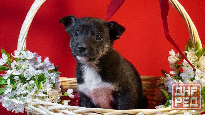 Отдам щенков в добрые и ответственные руки Донецк - изображение 5