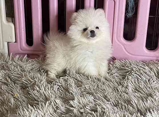 Щенки померанского шпица. Померанский Шпиц Луганск