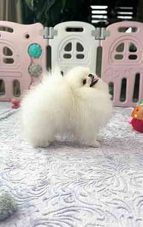 Щенки померанского шпица. Померанский Шпиц Луганск