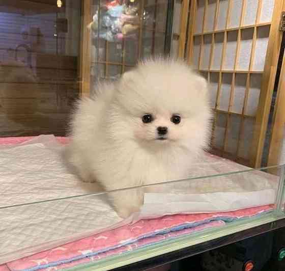 Щенки померанского шпица. Померанский Шпиц Луганск