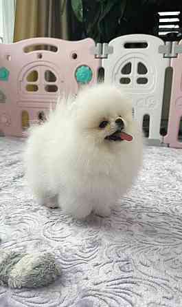 Щенки померанского шпица. Померанский Шпиц Луганск