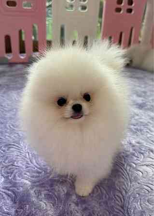 Щенки померанского шпица. Померанский Шпиц Луганск