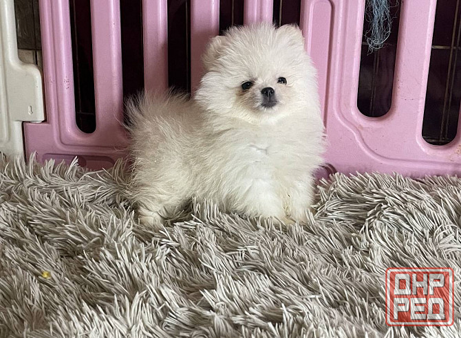 Щенки померанского шпица. Померанский Шпиц Луганск - изображение 5