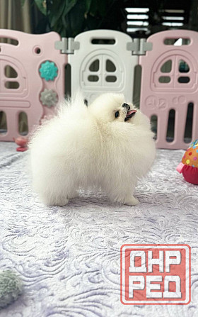 Щенки померанского шпица. Померанский Шпиц Луганск - изображение 2