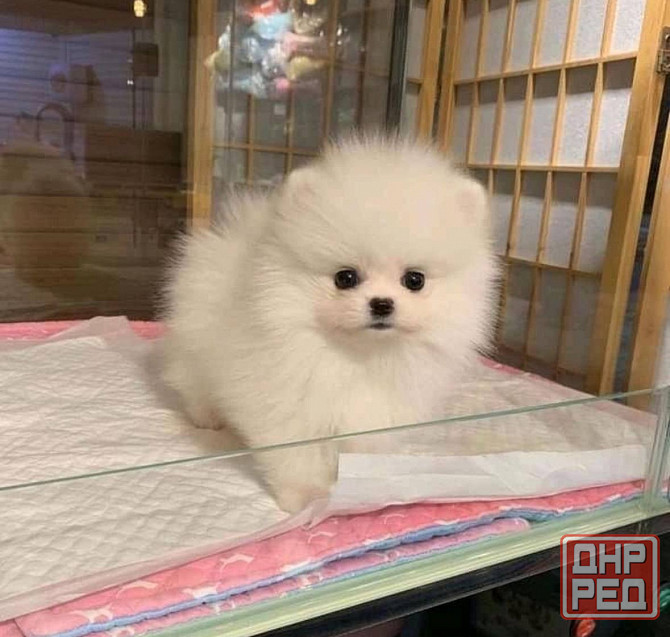 Щенки померанского шпица. Померанский Шпиц Луганск - изображение 1