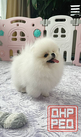 Щенки померанского шпица. Померанский Шпиц Луганск - изображение 3