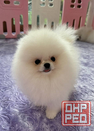 Щенки померанского шпица. Померанский Шпиц Луганск - изображение 4