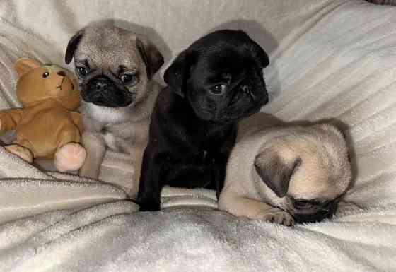 Мопс. Щенки мопса Луганск