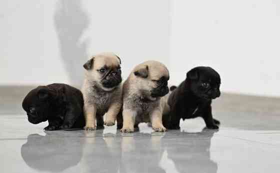 Мопс. Щенки мопса Луганск