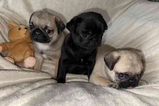 Мопс. Щенки мопса Луганск