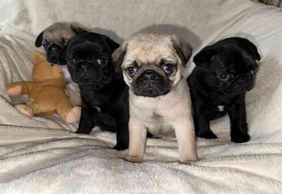 Мопс. Щенки мопса Луганск
