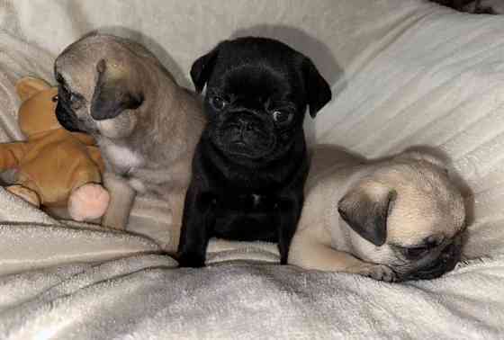 Мопс. Щенки мопса Луганск