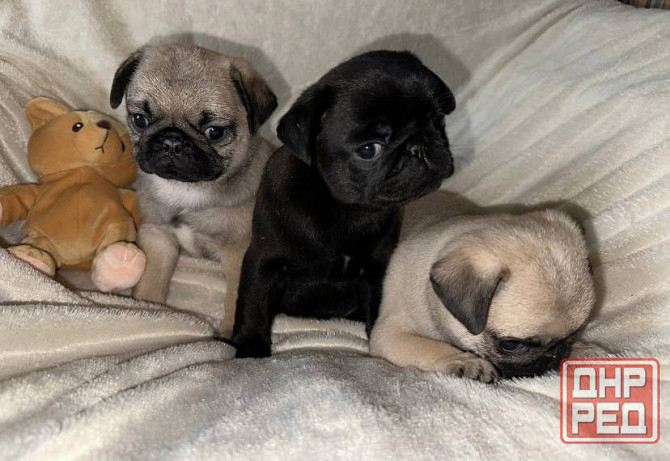 Мопс. Щенки мопса Луганск - изображение 4