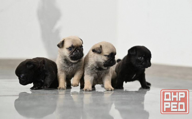 Мопс. Щенки мопса Луганск - изображение 1