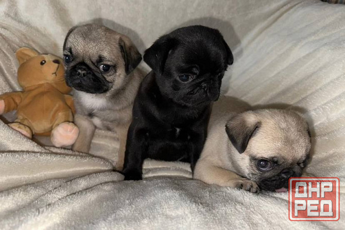 Мопс. Щенки мопса Луганск - изображение 5