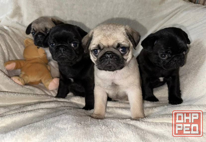 Мопс. Щенки мопса Луганск - изображение 2