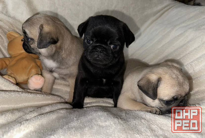 Мопс. Щенки мопса Луганск - изображение 3