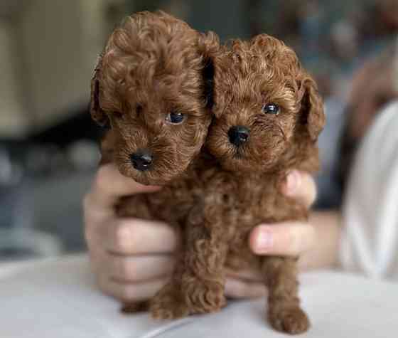 Той пудель. Щенки Той Пуделя Луганск