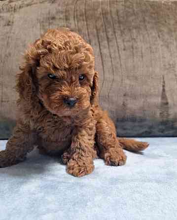 Той пудель. Щенки Той Пуделя Луганск