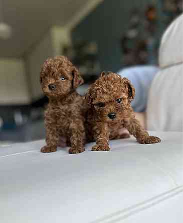 Той пудель. Щенки Той Пуделя Луганск