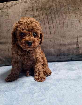 Той пудель. Щенки Той Пуделя Луганск