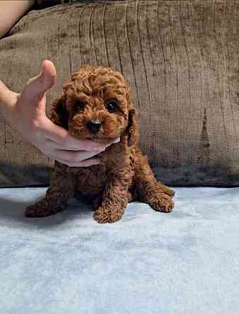 Той пудель. Щенки Той Пуделя Луганск