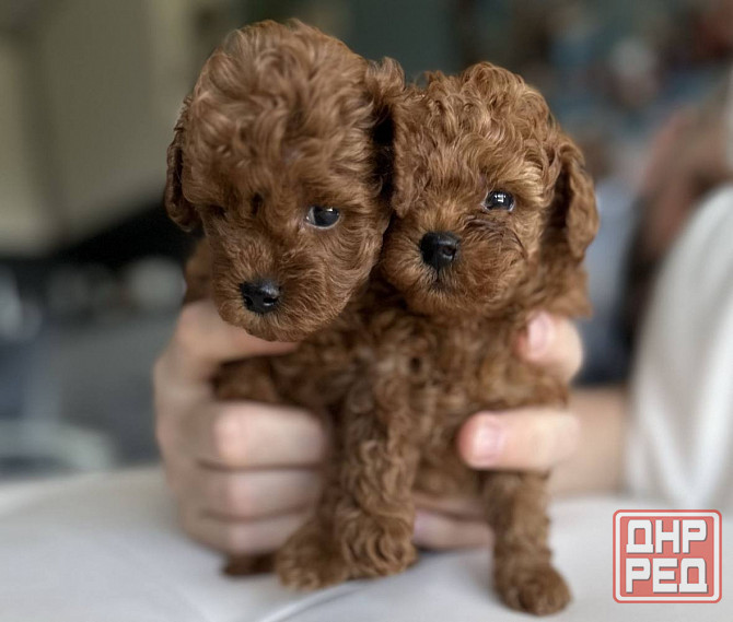 Той пудель. Щенки Той Пуделя Луганск - изображение 1