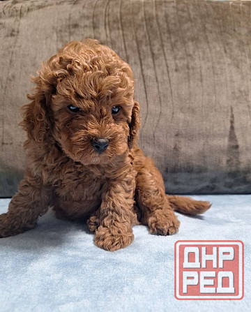 Той пудель. Щенки Той Пуделя Луганск - изображение 3