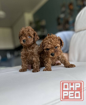 Той пудель. Щенки Той Пуделя Луганск - изображение 2