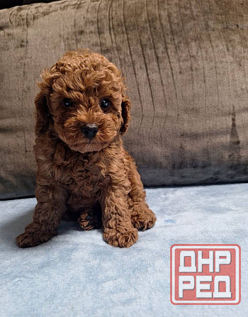 Той пудель. Щенки Той Пуделя Луганск - изображение 5