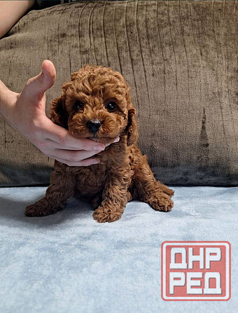 Той пудель. Щенки Той Пуделя Луганск - изображение 4