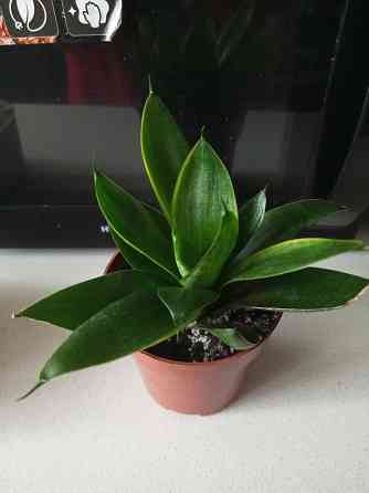 Сансевиерия Макеевка