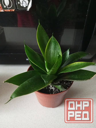 Сансевиерия Макеевка - изображение 1