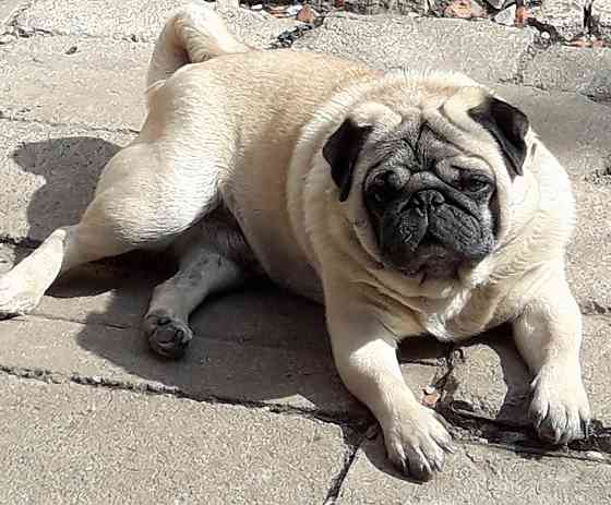 Кобель мопс на вязку Донецк