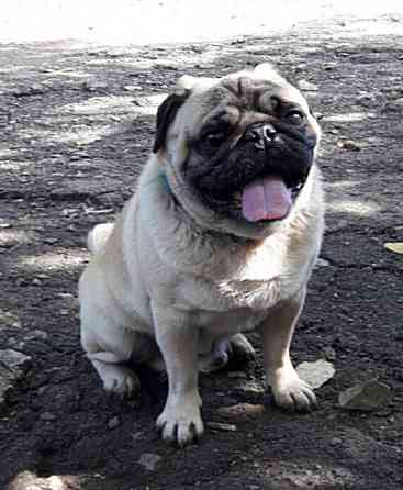 Кобель мопс на вязку Донецк