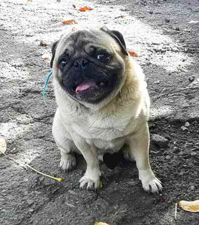 Кобель мопс на вязку Донецк