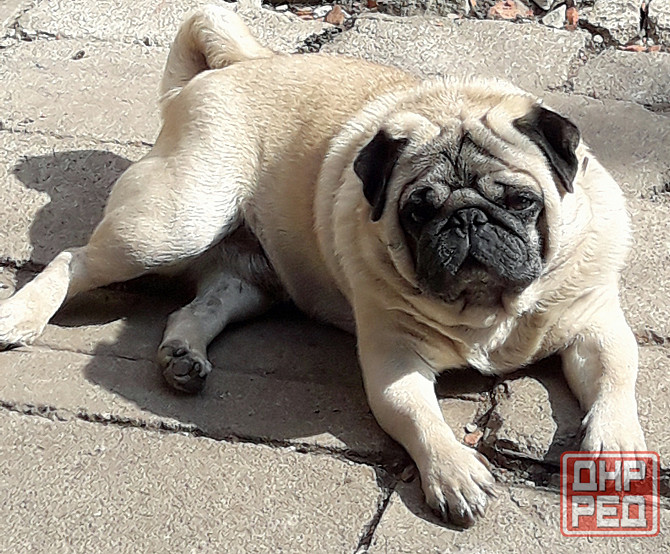 Кобель мопс на вязку Донецк - изображение 1