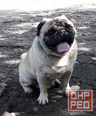 Кобель мопс на вязку Донецк - изображение 2