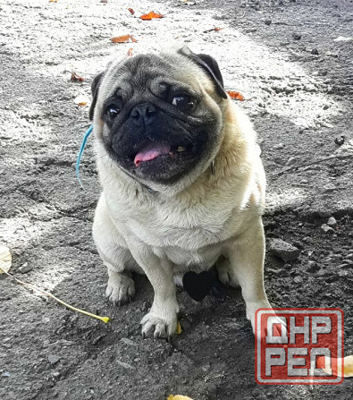 Кобель мопс на вязку Донецк - изображение 3