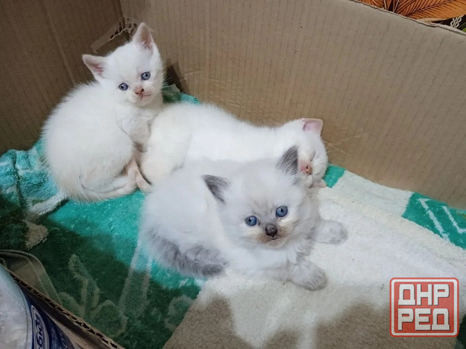продам котчт Донецк - изображение 1