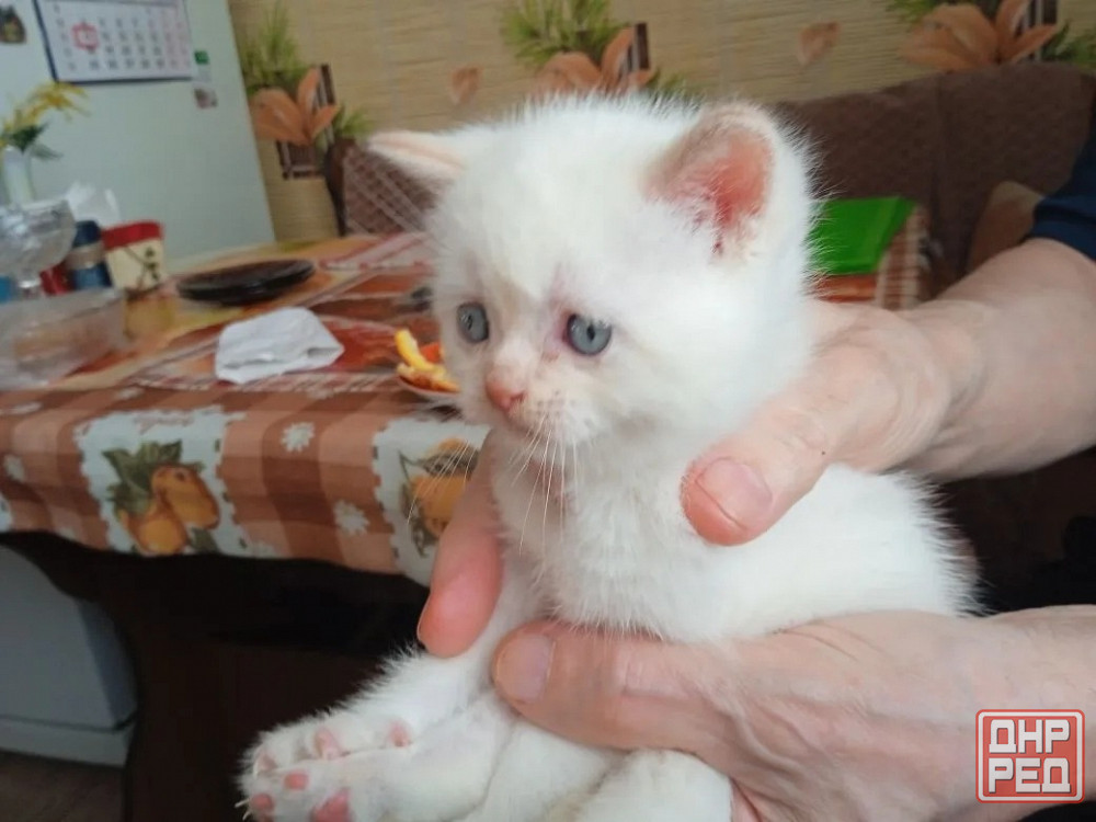 продам котят Донецк - изображение 2