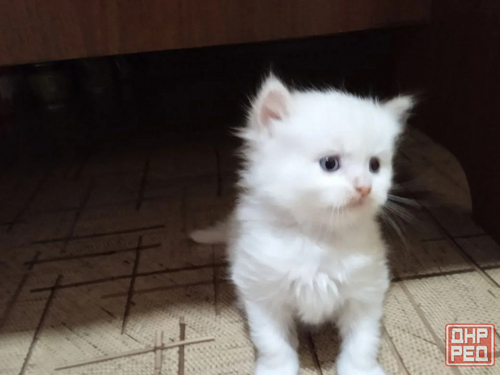 продам котят Донецк - изображение 1