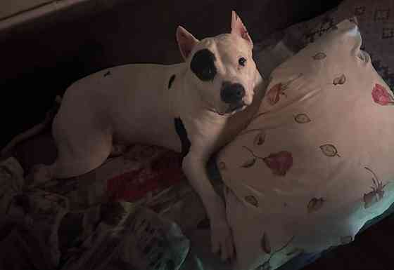 Ищем девочку для вязки собак Донецк