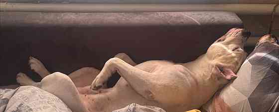 Ищем девочку для вязки собак Донецк